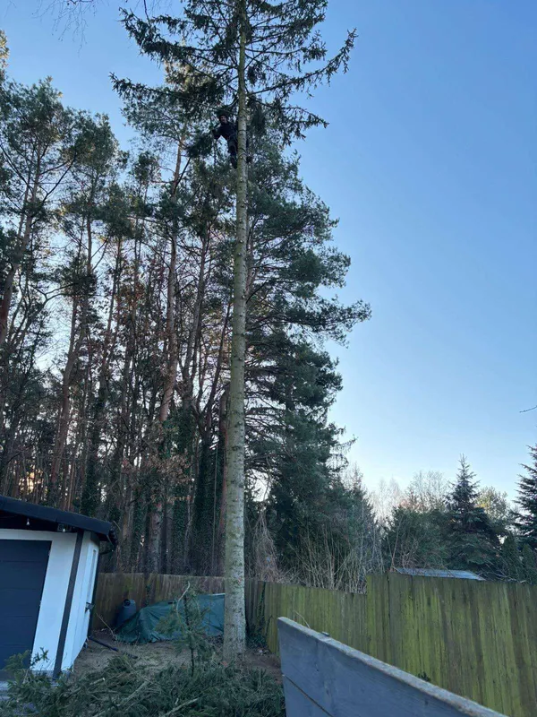 Arborysta przy pracy - profesjonalna wycinka drzew