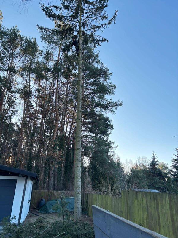 Sekcyjna wycinka trudnego drzewa metodą alpinistyczną w Piasecznie