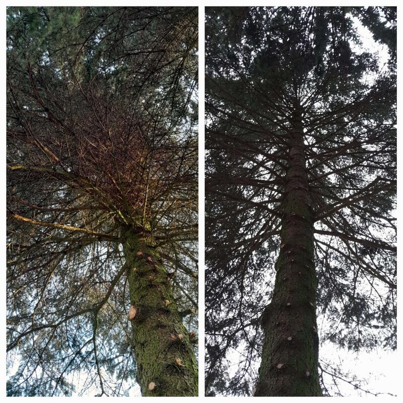 Korona drzewa przed i po usunięciu posuszu - pielęgnacja