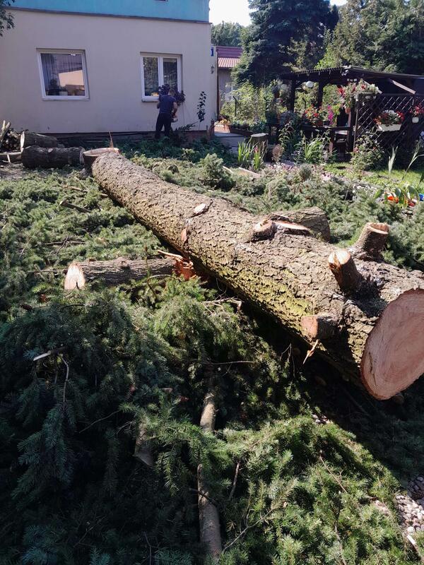 Duży pień ściętego drzewa leżący w ogrodzie po wycince