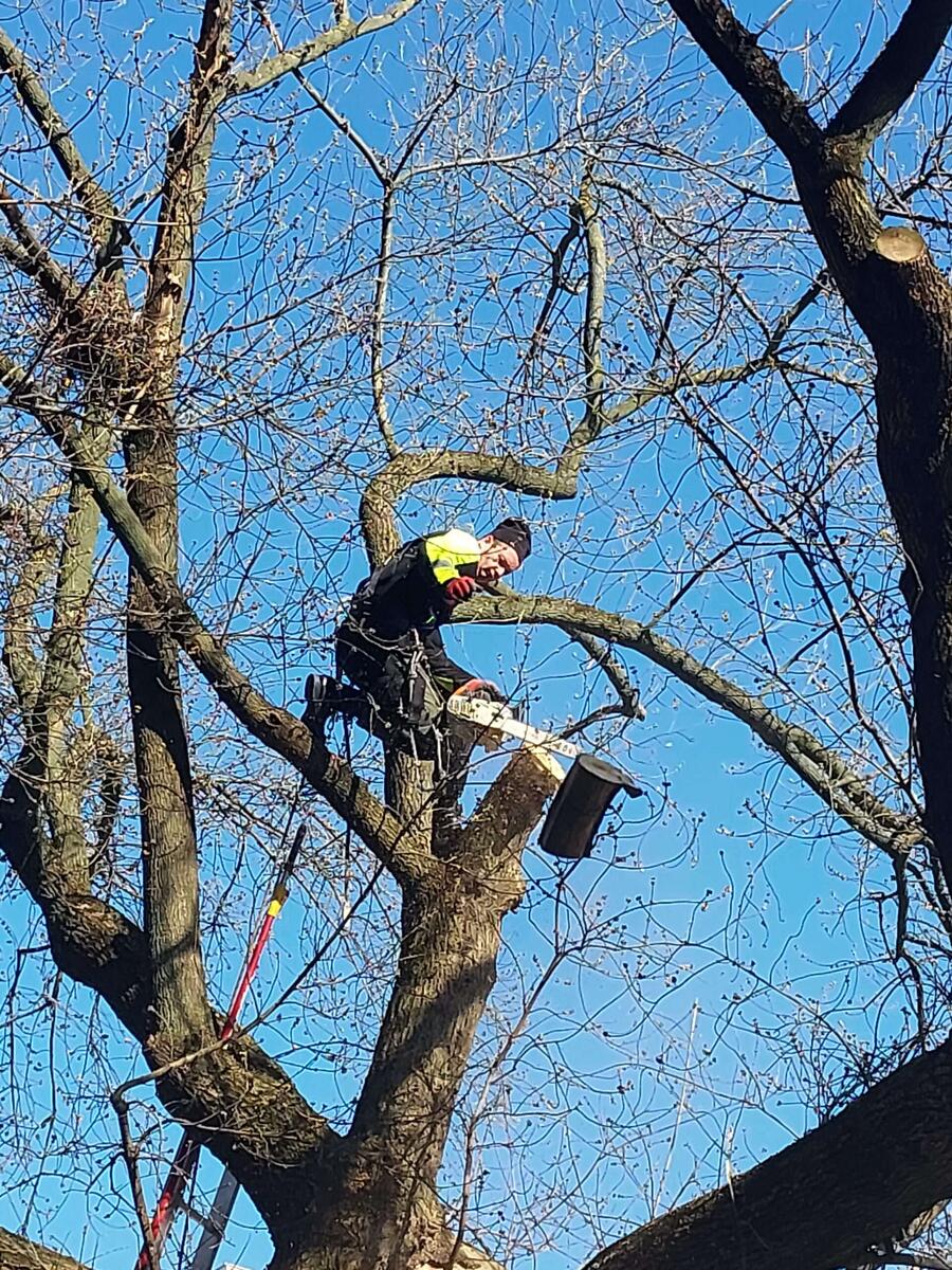 Wycinka i pielęgnacja drzew - zdjęcie 2