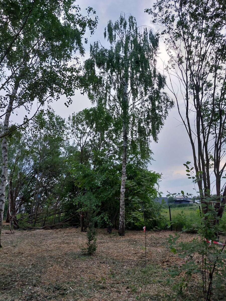 Czyszczenie działek i zakładanie trawników - zdjęcie 2